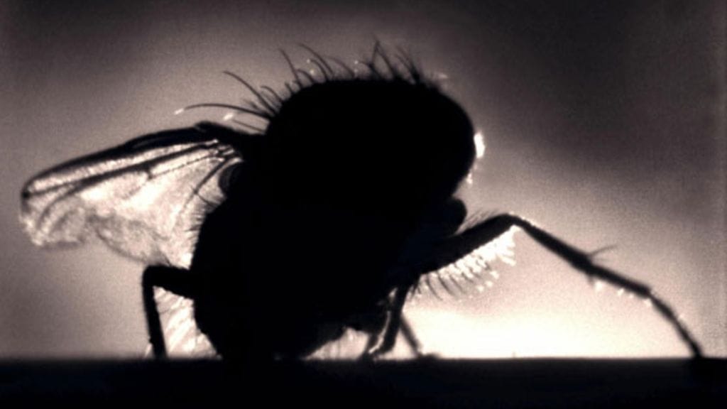 Hietakärpäset levittävät leishmaniaa muun muassa Etelä-Amerikassa, Välimeren maissa ja Afrikassa.