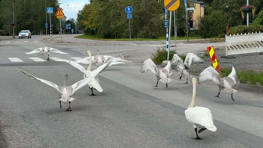 tuusula-joutsetsenet screenshot 080925