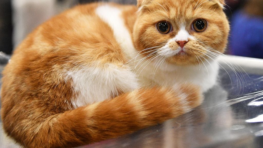 Scottish foldin luppakorvat ovat hälytysmerkki.