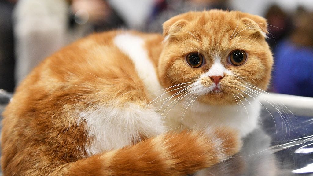 scottish fold