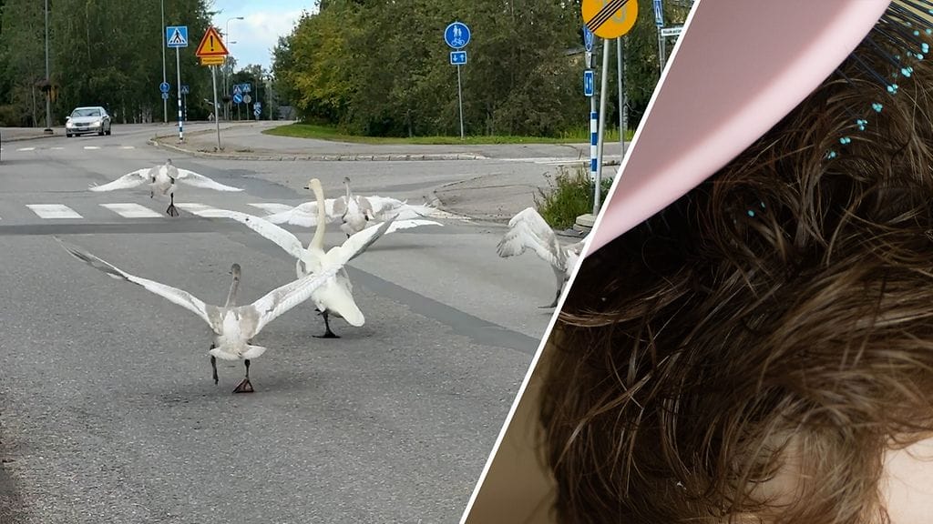 Joutsenperhe piti lentoharjoitukset. Noah-vauvan tukka ällistyttää somessa.