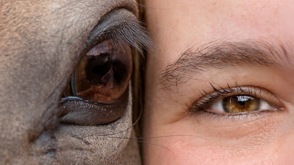 Tutkimus: Ihminen voi kiintyä hevosiin kuin läheisiinsä.