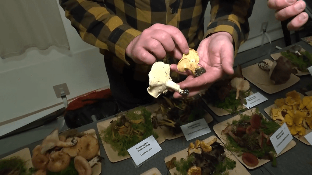 vaalea-orakas rusko-orakas sienet