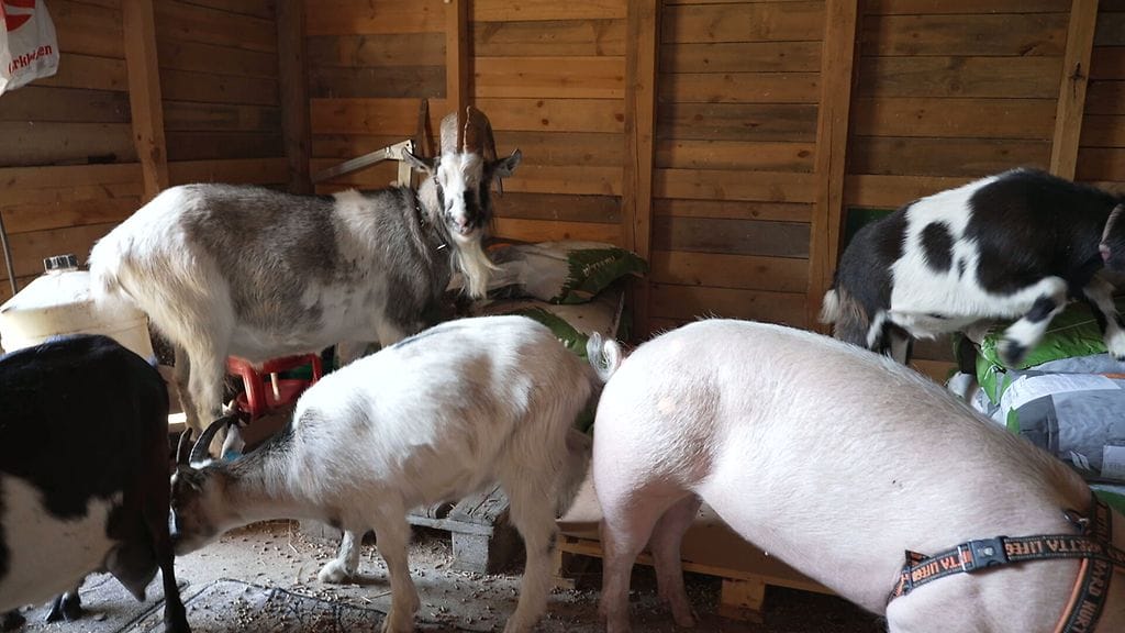 Asian ytimessä.doc: Seppo-vuohi rehuvarkaissa