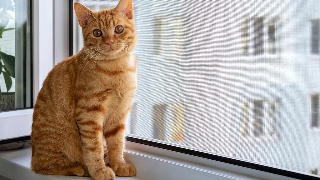 Kissan putoamisen ennaltaehkäisy on tärkeää, muistuttaa eläinsuojeluyhdistys.