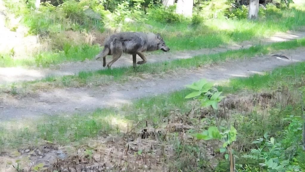 MTV Loppi epäilty susi 23.9.2025