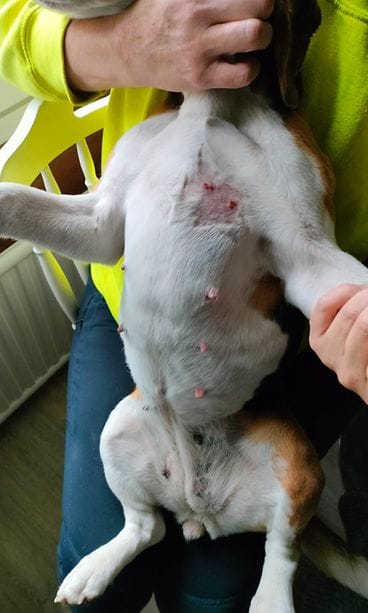 Lukijan kuva epäilty susi Lopella 23.9.2025