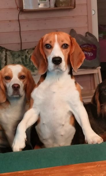 MTV Lukijan kuva Loppi beagle