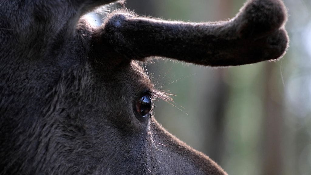 Asuinalueella toikkaroinut hirvi ei niin vain alistunut häätötuomioonsa Kirkkonummella. Kuvituskuva.