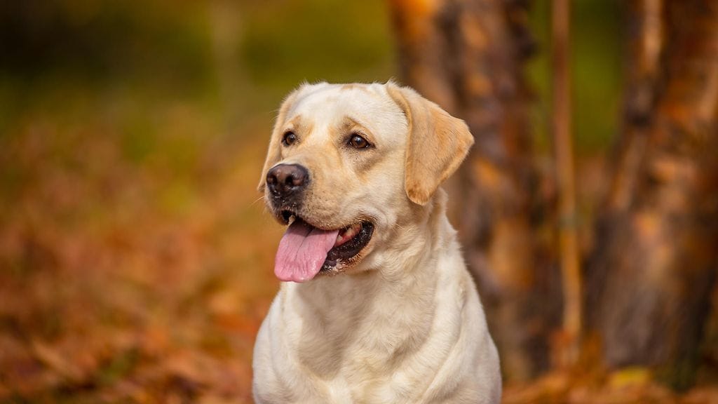 koira, labradorinnoutaja