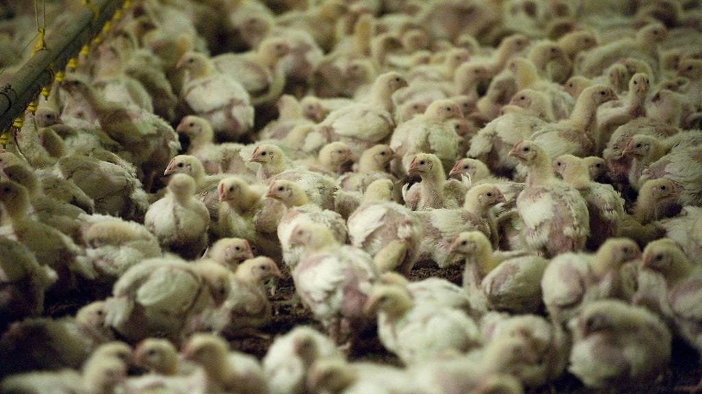 LK2809 broileri, maatalous