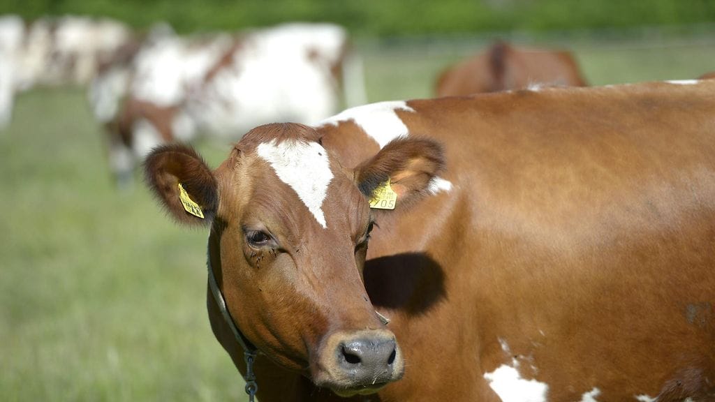 Lihakarjatilojen lisäksi myös lypsykarjatilojen kannattavuus on paranemassa.