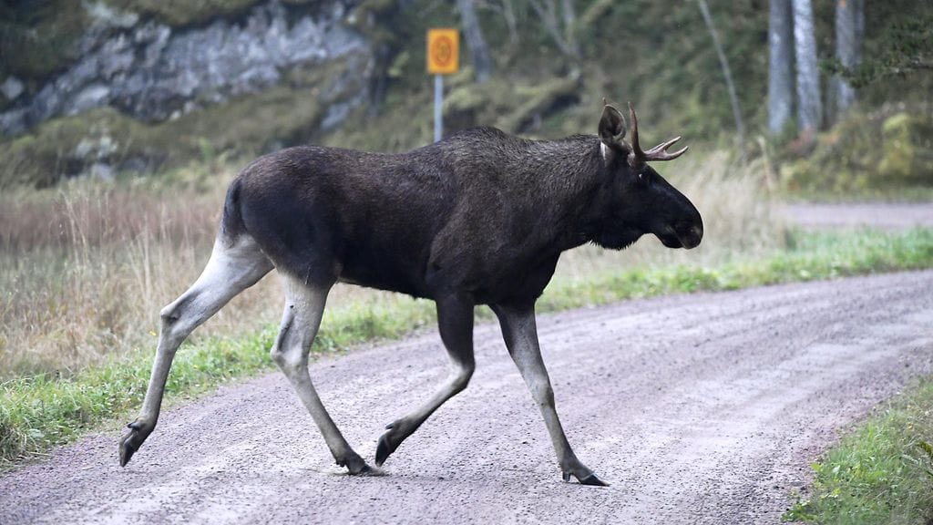 Kuvituskuva, ei liity tapaukseen. Hirvi tiellä Kirkkonummella 29. syyskuuta 2017.