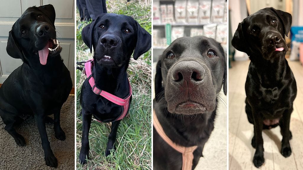 Tiuhtin ilmeet, koirien tunteet