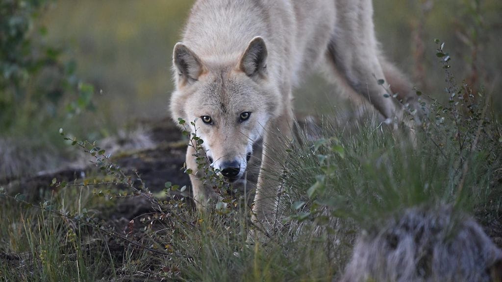 Tutkijan mukaan suden käytös kuulostaa erittäin poikkeukselliselta. Kuvan susi ei liity tapaukseen.