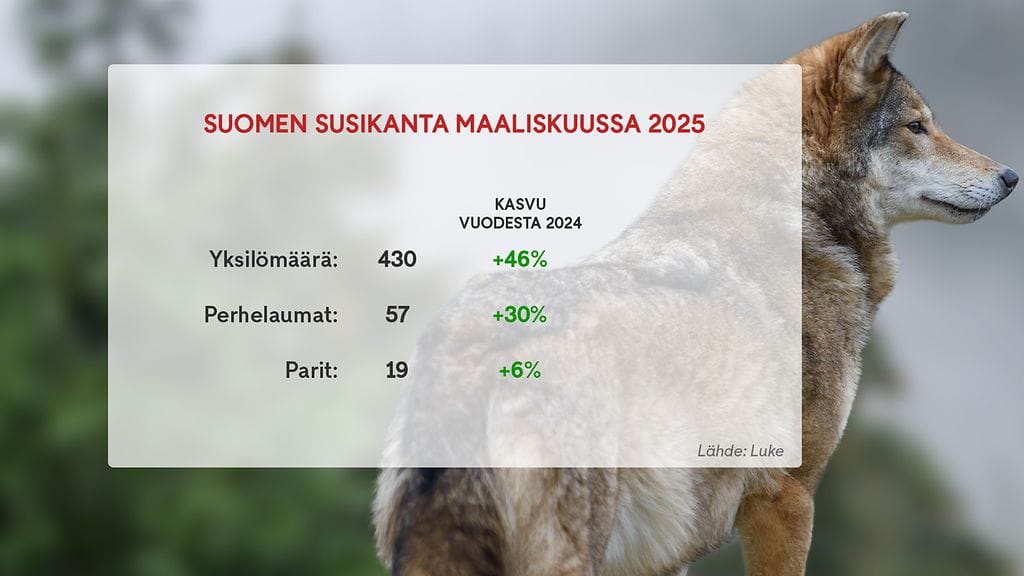 susigraffa, määrät