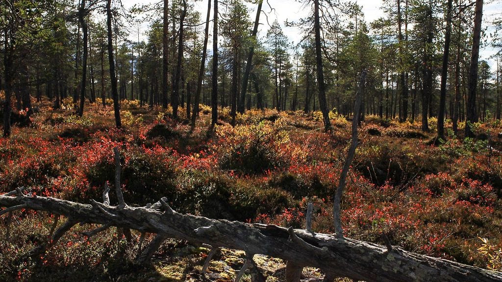 Kuvituskuvassa ruskaa Inarissa 11. syyskuuta 2013.