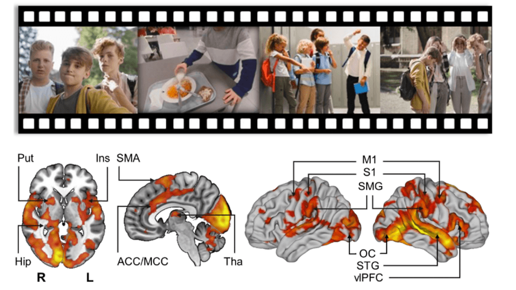 Kiusaaminen aktivoi aivojen hälytys- ja stressijärjestelmän