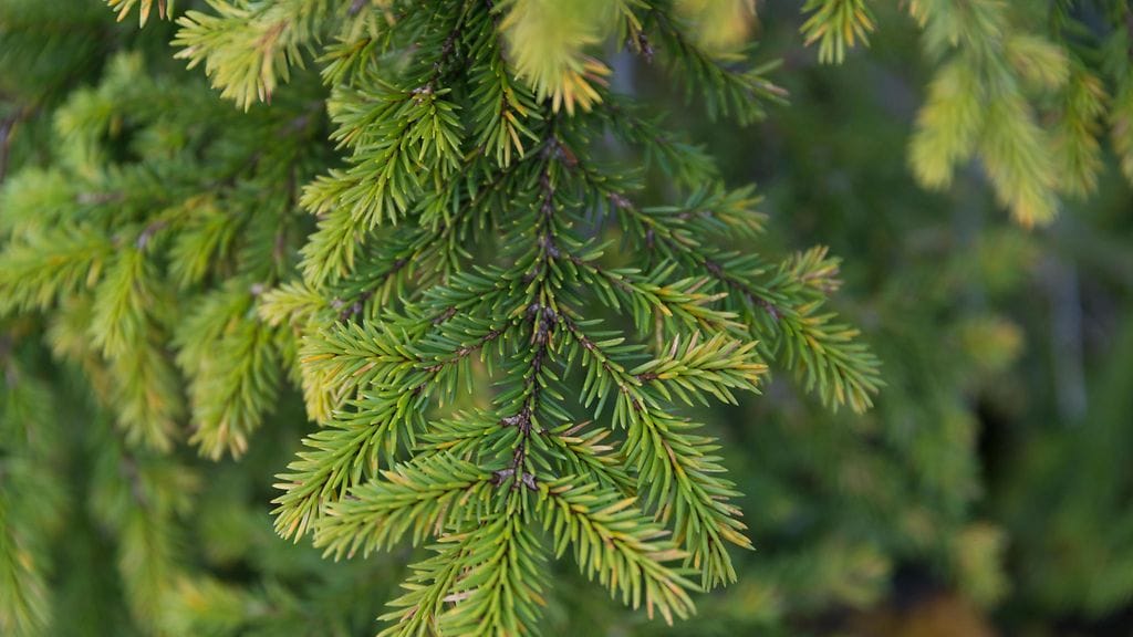 Neulasissa oleva kultapöly on niin pientä, ettei sitä voi nähdä paljain silmin.