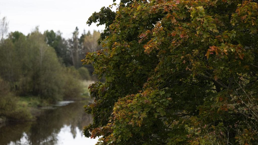 Alkavaa ruskaa vaahterassa Vantaanjoen varrella Vantaalla 30. syyskuuta 2025.