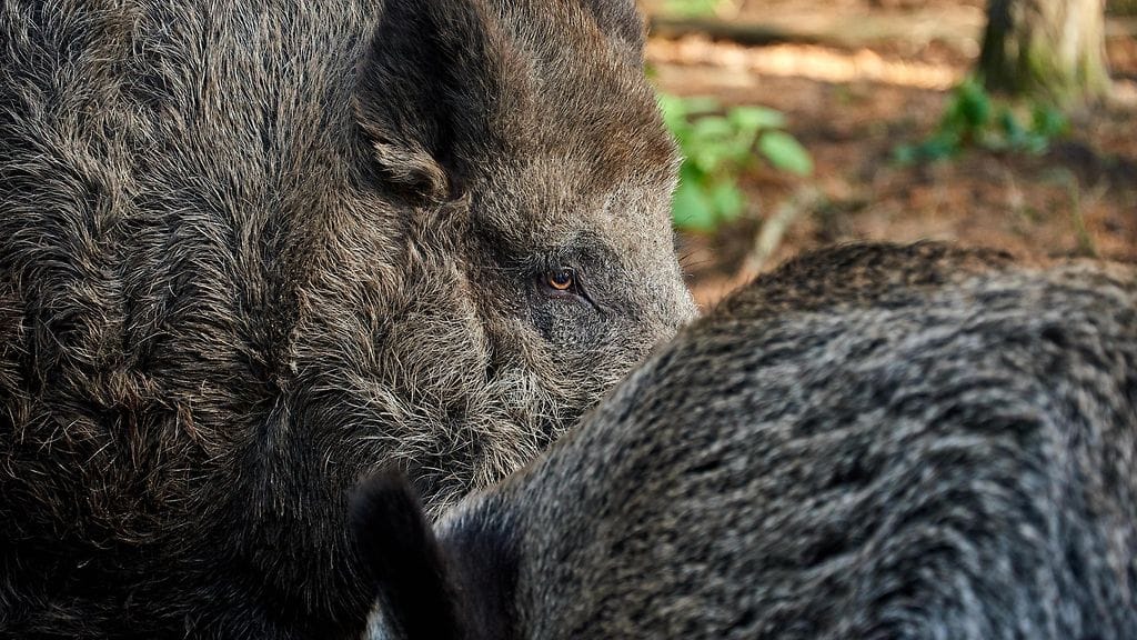 Afrikkalainen sikarutto leviää muun muassa villisikojen välityksellä. Villisian lihaa ei saa tuoda Suomeen metsästysretkiltä taudin leviämisen ehkäisemiseksi.
