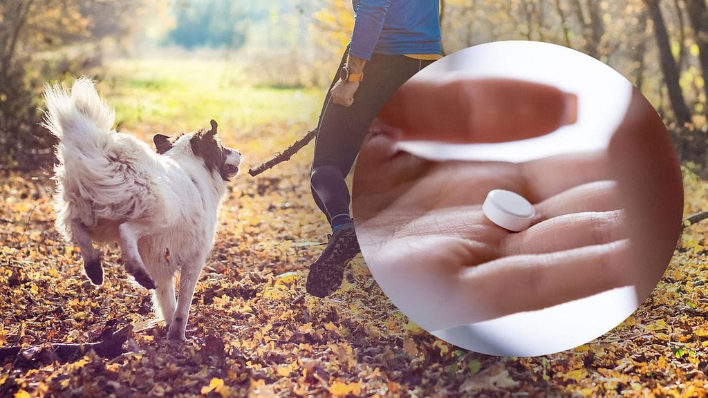 Burana eli ibuprofeeni ei sovellu koirille. Kuvituskuva.