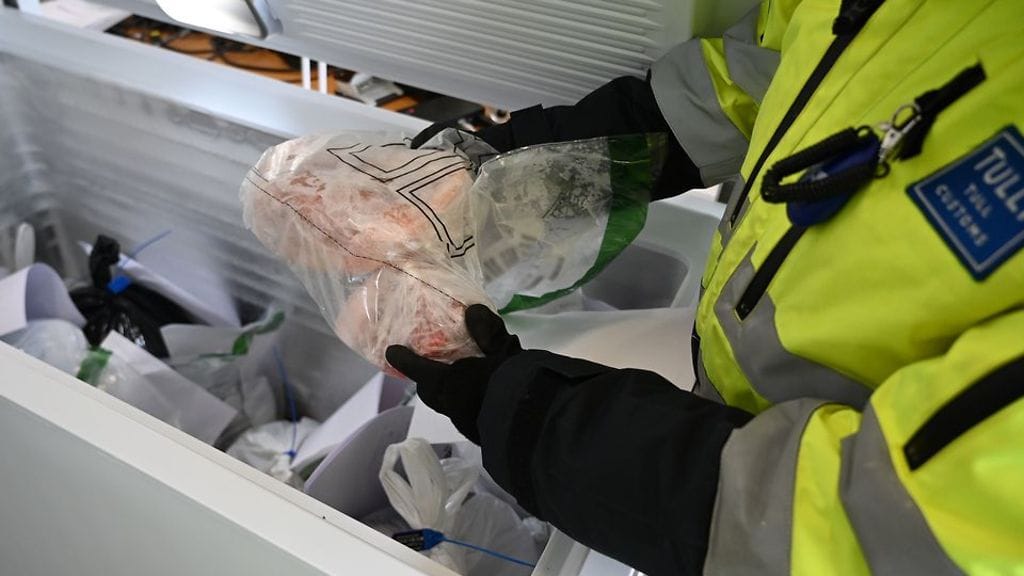 Ruokakoira Aino työssä