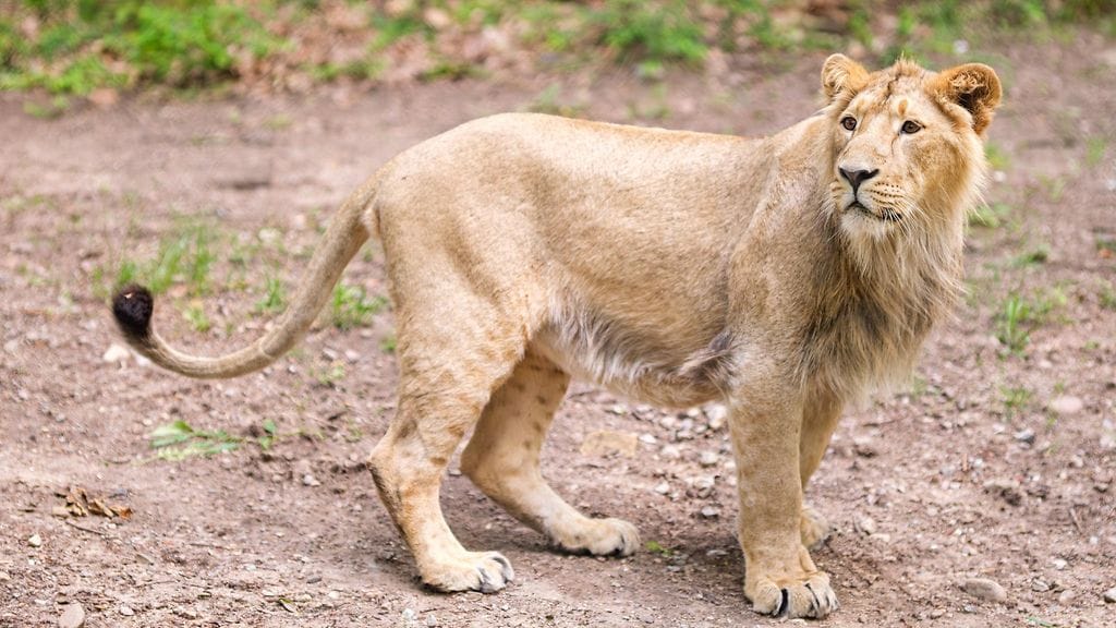 Viime viikonloppuna Korkeasaareen muutti vielä harjaansa kasvattava nuori aasianleijona, joka on syntynyt saksalaisessa Schwerinin eläintarhassa. Korkeasaareen muuttanut leijona kuvattuna kesällä Saksassa.