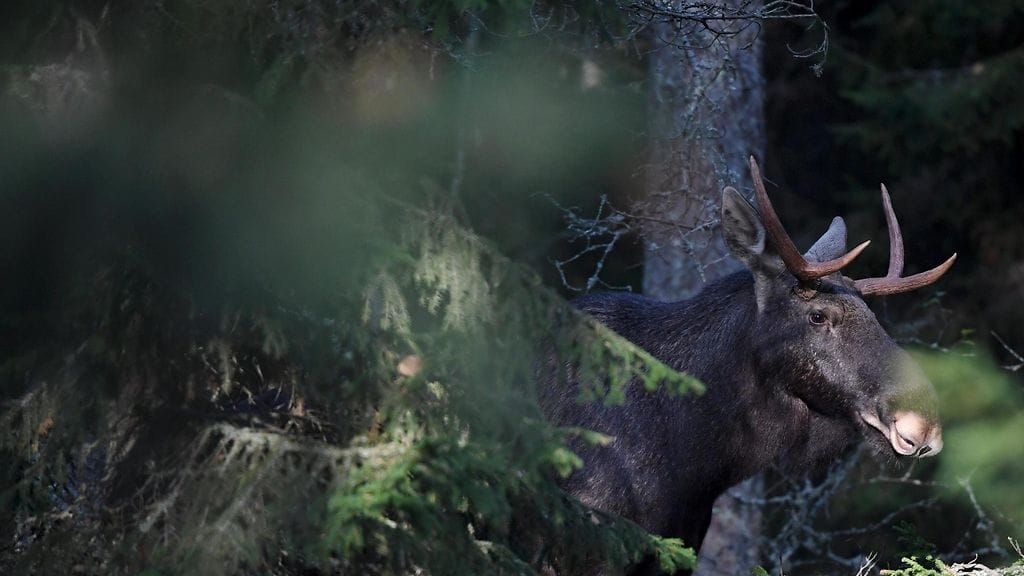 Uroshirvi (Alces alces) Porkkalassa Kirkkonummella 9. lokakuuta 2020.