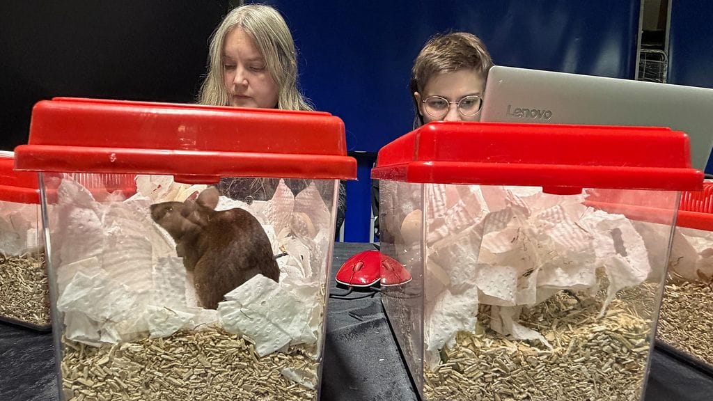 1110, hiirinäyttely 1