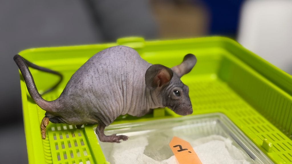 110, hiirinäyttely 3