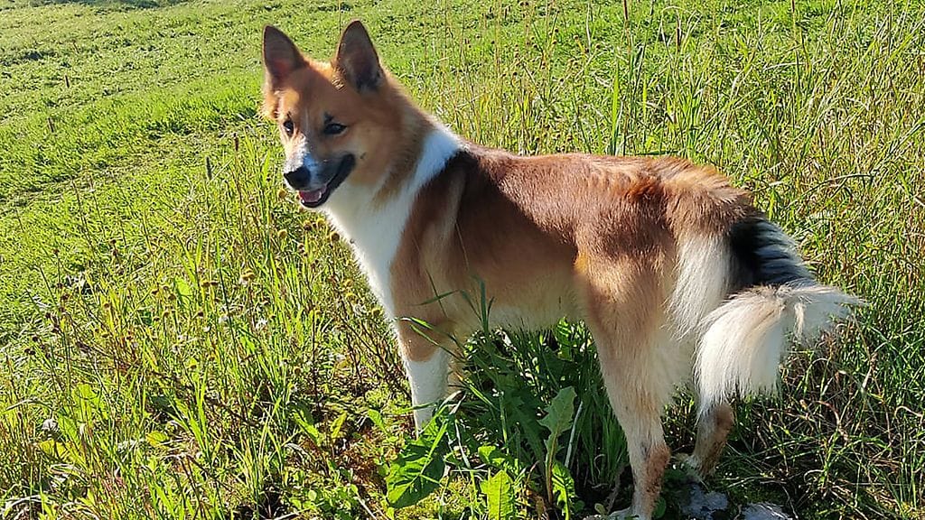 Susi hyökkäsi islanninlammaskoira Morin kimppuun.