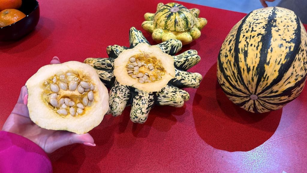 patty pan ufokurpitsa spagettikurpitsa