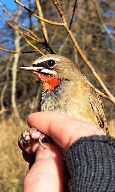 Rubiinisatakieli rengastettiin ensimmäistä kertaa Suomessa. Kuva: Aki Aintila