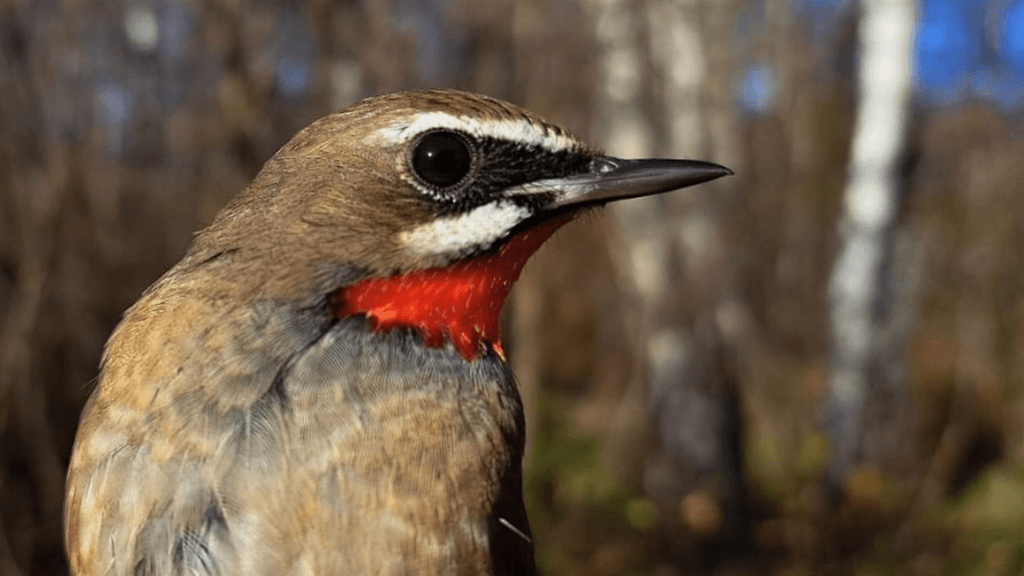Rubiinisatakielen erottaa nokan alapuolella olevasta rubiinin värisestä laikusta.