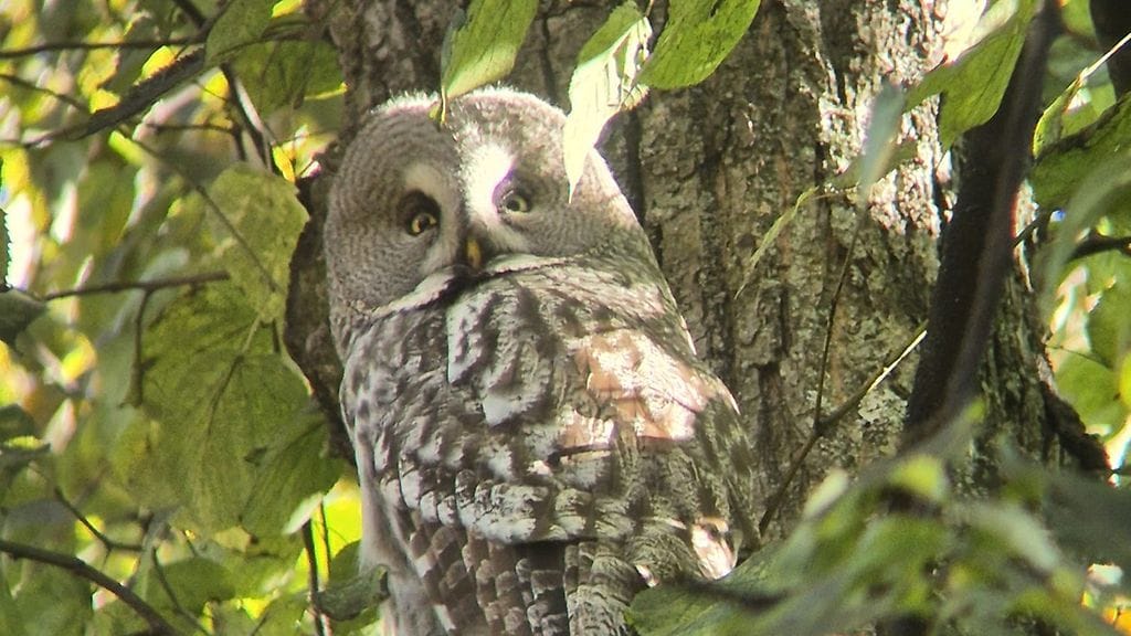 Helsingin keskustaan saapunut lapinpöllö ei ollut moksiskaan lähistöllä ihmettelevästä ihmisjoukosta.