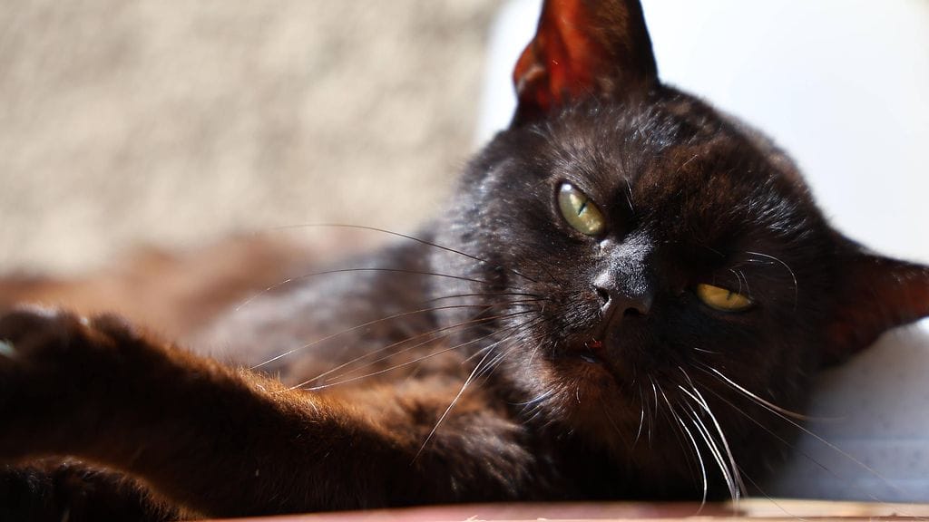 Kuvan musta kissa ei liity uutiseen.