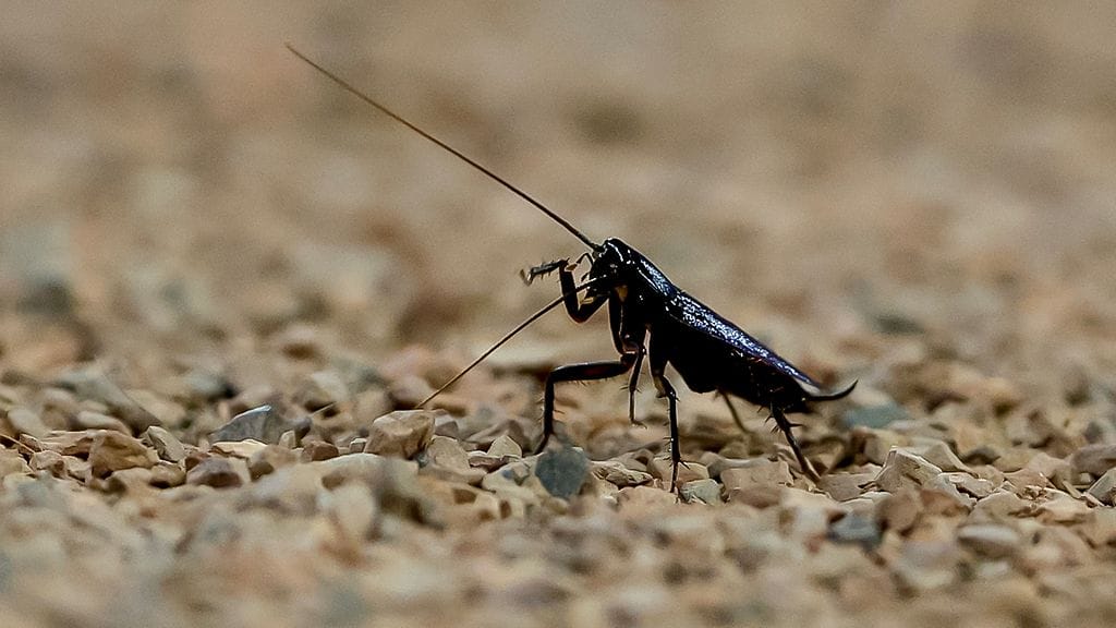 Kerrostalossa asunut nainen yritti tappaa torakan kotitekoisella ”liekinheittimellä”. Kuvituskuva.
