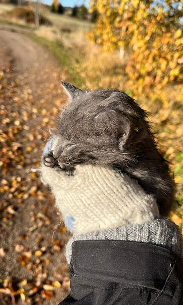 Jäätynyt kissa 6