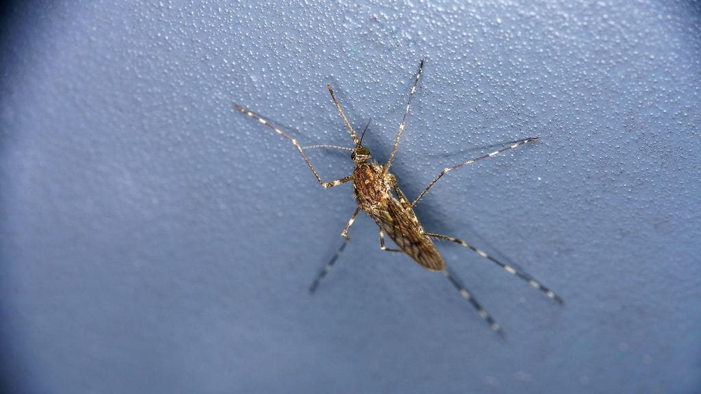 AOP 31.2XATG35 Culiseta annulata hyttynen