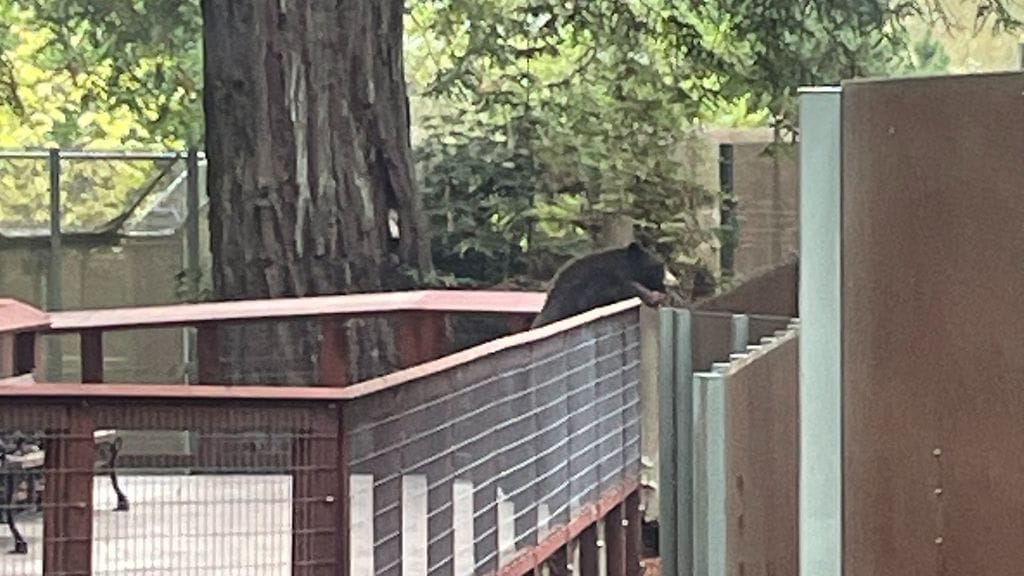Kalifornialaiseen Sequoia Park Zoohon murtautunut mustakarhu tarkkaili kolmea lajitoveriaan.