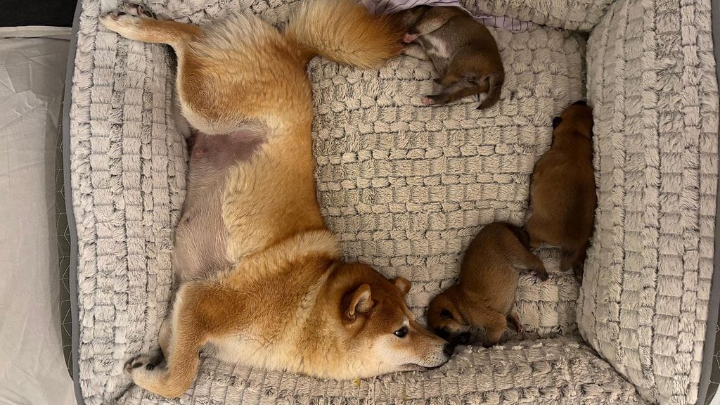 Shibaemo pentuineen.