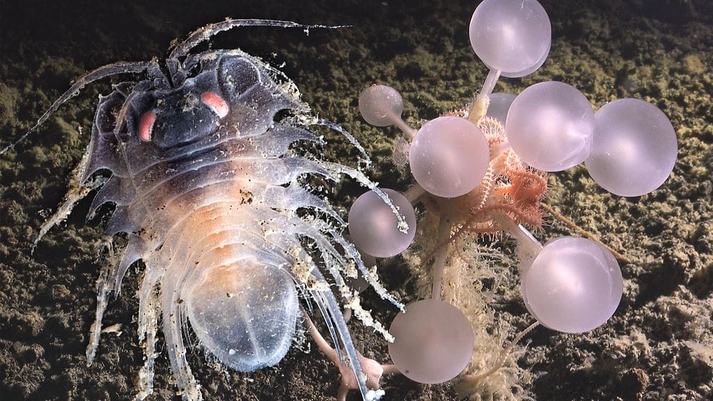 Kuvassa oikealla tieteelle uusi lihaa syövä pesusieni, joka löytyi 3 601 metrin syvyydestä Montagu-saaren itäpuolelta Eteläiseltä jäämereltä.