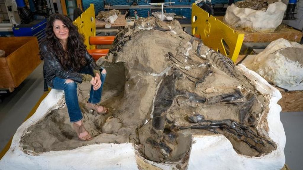 Tutkija Lindsay Zanno fossiilin äärellä. Kyseiseen fossiiliin on taltioitunut kahden dinosauruksen välinen kamppailu. Kuva: N.C. State University