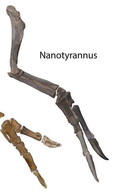 Nanotyrannuksen  (oikealla)ja Tyrannosaurus rexin (vasemmalla) käsien luiden vertailu. Kuva: NC Museum of Natural Sciences