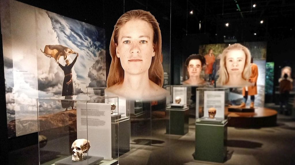 Kasvorekonstruktio Sipoon ulkosaaristosta löydetystä nuorukaisesta, joka eli noin 400 vuotta sitten, museokeskus Vapriikin Muinais-DNA: Avain menneisyyteen -näyttelyssä Tampereella 7. lokakuuta 2025. Näyttelyssä esitellään muinaisten suomalaisten kasvoennallistuksia.