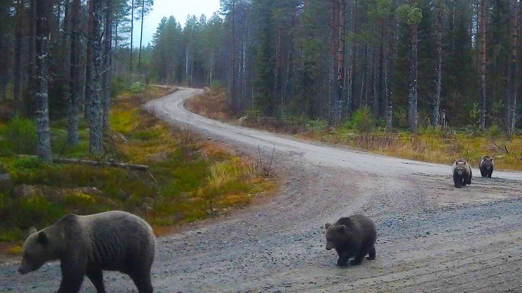 Karhuperhe oli matkalla mahdollisesti talviunille Lieksassa perjantaina 31. lokakuuta.