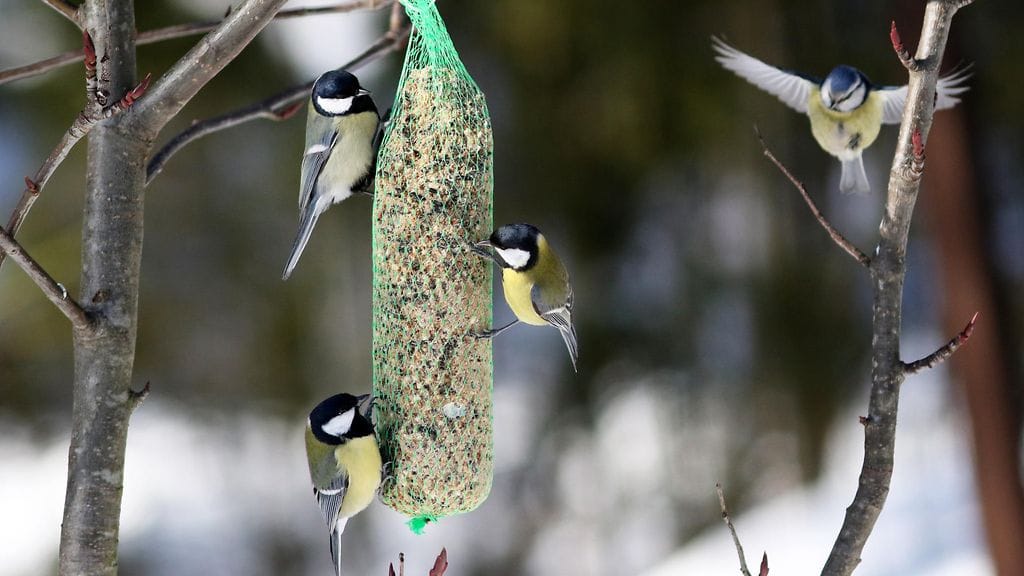 AOP lintujen talviruokinta