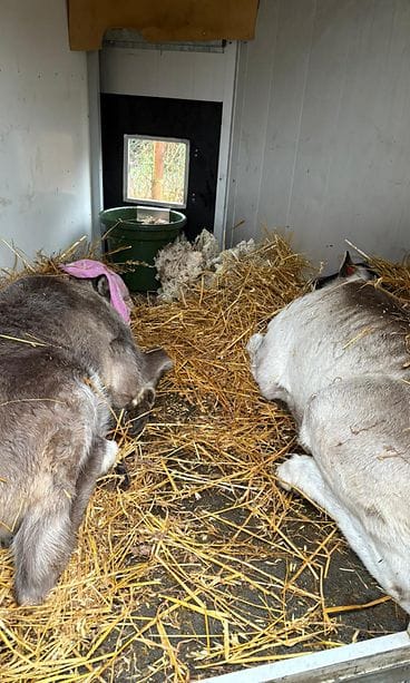 Metsäpeura vaadin ja vasa