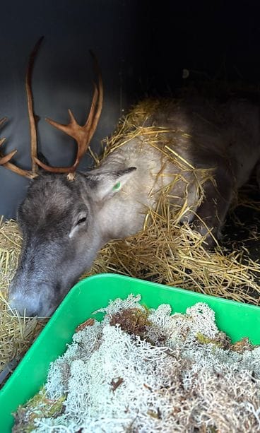 Hirvas valmiina matkaan